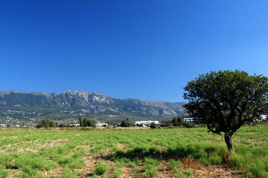 elia